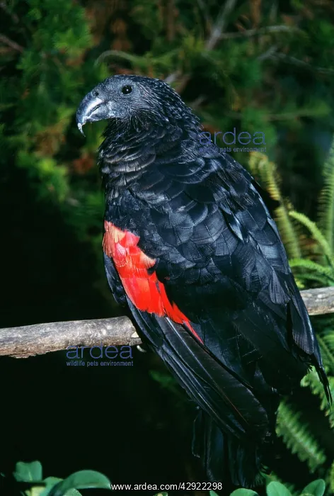 : PesquetIs PARROT : PesquetIs PARROT
