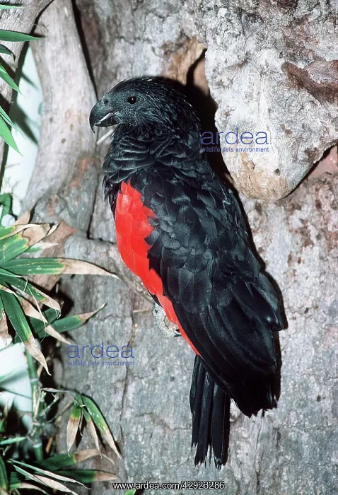 : Pesquet's Parrot : Pesquet's Parrot