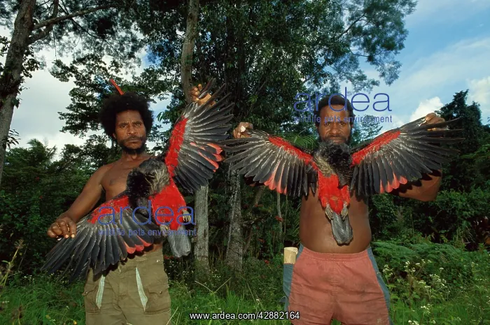 : Pesquet's / Vulturine Parrots - Being held with wings spread : Pesquet's / Vulturine Parrots - Being held with wings spread