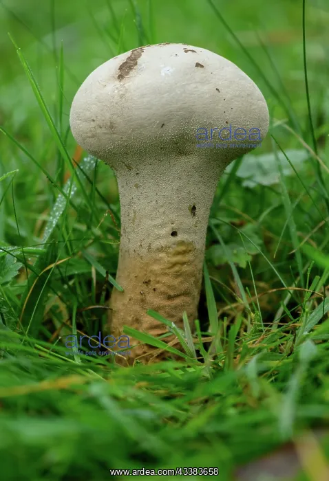 : Pestle puffball, Handkea excipuliformis, in old : Pestle puffball, Handkea excipuliformis, in old