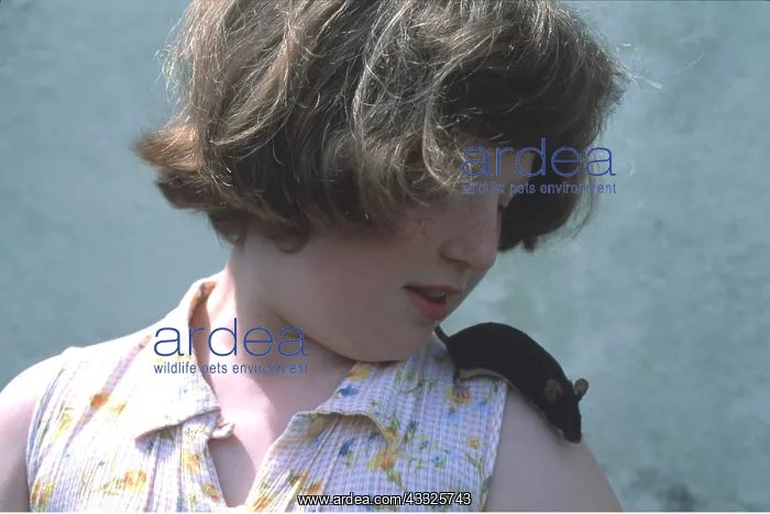 : Pet Black MOUSE - on child's shoulder : Pet Black MOUSE - on child's shoulder
