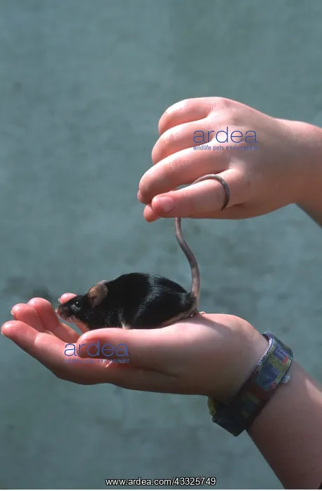 : Pet Black Mouse - held in hands : Pet Black Mouse - held in hands