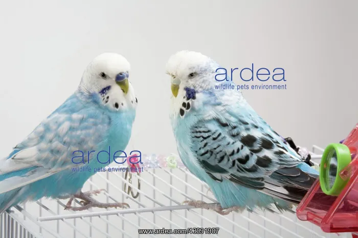: Pet Budgies : Pet Budgies