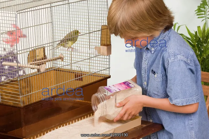  : Pet care - young boy preparing cage for canary