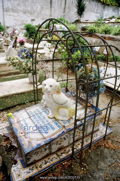 : Pet CEMETERY - Dog grave : Pet CEMETERY - Dog grave