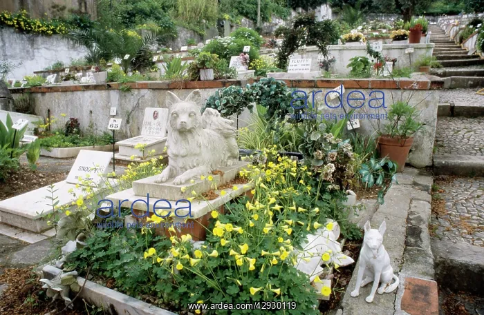 : Pet CEMETERY- dog grave : Pet CEMETERY- dog grave