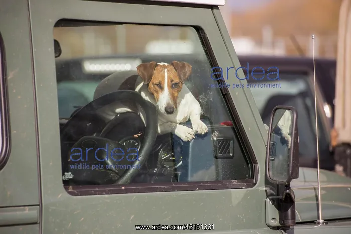 : Pet dog, Jack Russell terrier, adult, resting on : Pet dog, Jack Russell terrier, adult, resting on