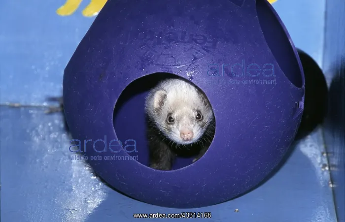 : PET FERRET - IN PLAY BALL : PET FERRET - IN PLAY BALL