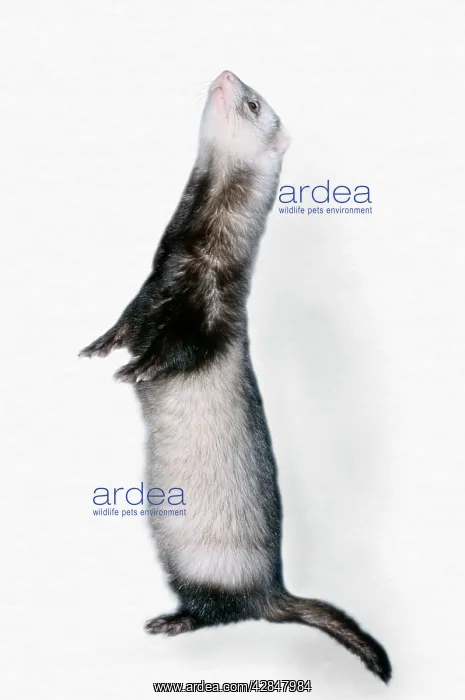  : Pet Ferret standing on hind legs