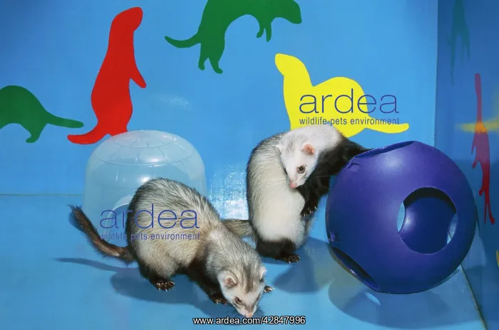  : PET FERRETS - in play area
