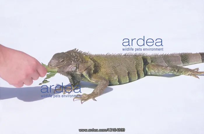 : Pet Green Iguana : Pet Green Iguana