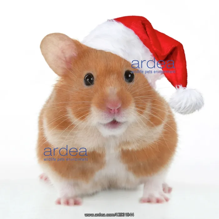 : Pet Hamster, looking cute wearing a red Christmas Santa hat : Pet Hamster, looking cute wearing a red Christmas Santa hat