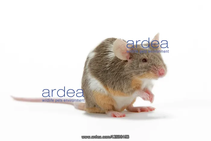  : Pet Mouse. in studio