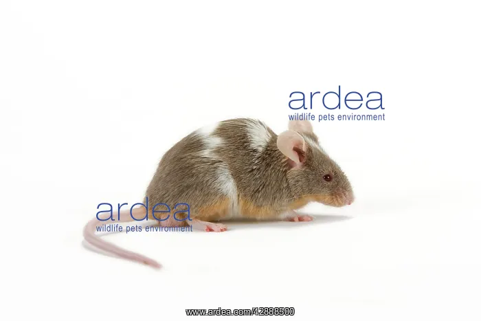  : Pet Mouse. in studio