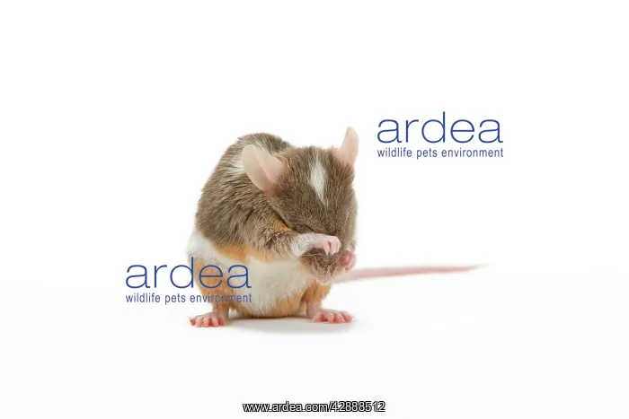  : Pet Mouse. in studio