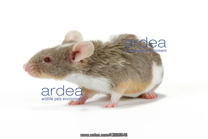  : Pet Mouse. in studio