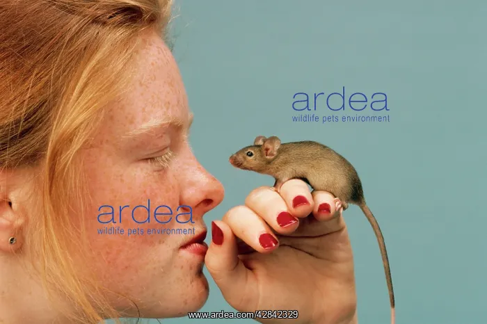: PET MOUSE - on girl's hand : PET MOUSE - on girl's hand
