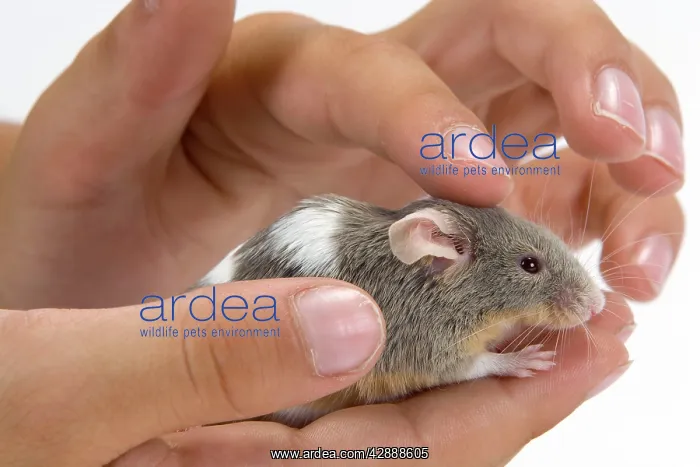 : Pet Mouse - in hand
