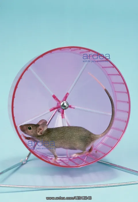  : PET MOUSE - IN WHEEL