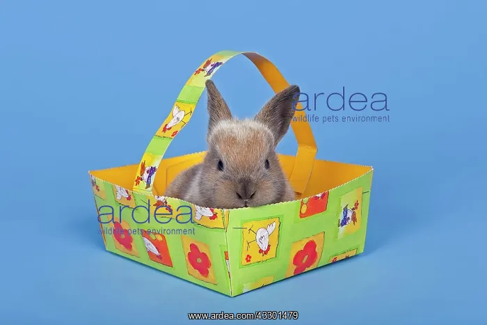 : Pet rabbit in an Easter basket : Pet rabbit in an Easter basket