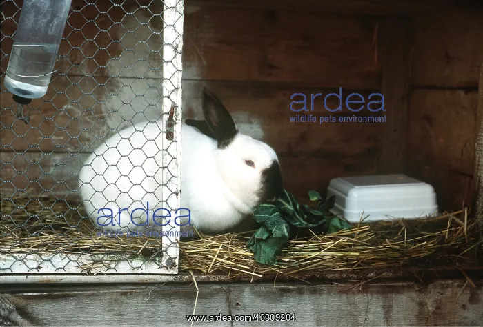: PET RABBIT in hutch / cage : PET RABBIT in hutch / cage