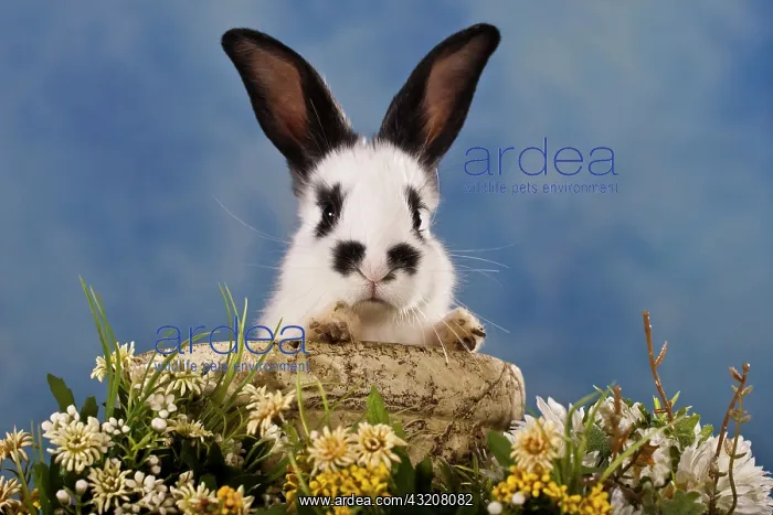 : Pet rabbit looking out of a clay dish : Pet rabbit looking out of a clay dish