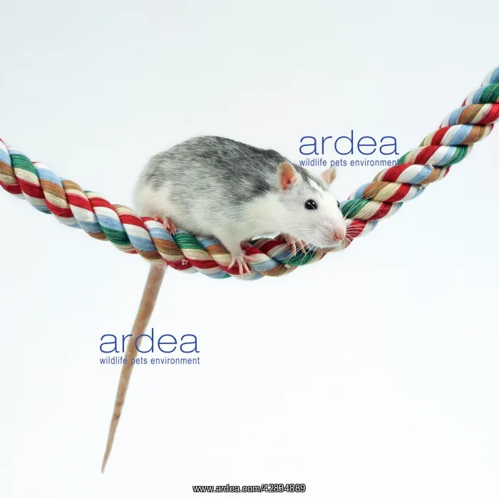  : Pet RAT - balancing on rope