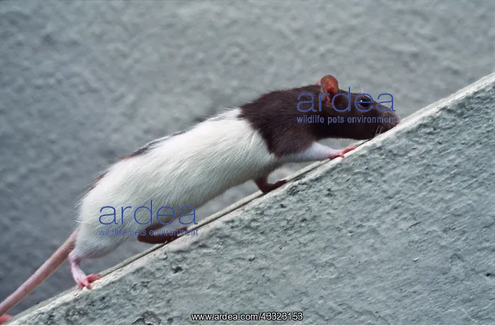 : PET RAT - Brown & white hooded rat climbing up rope : PET RAT - Brown & white hooded rat climbing up rope