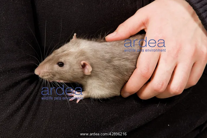  : Pet Rat - being carried by owner