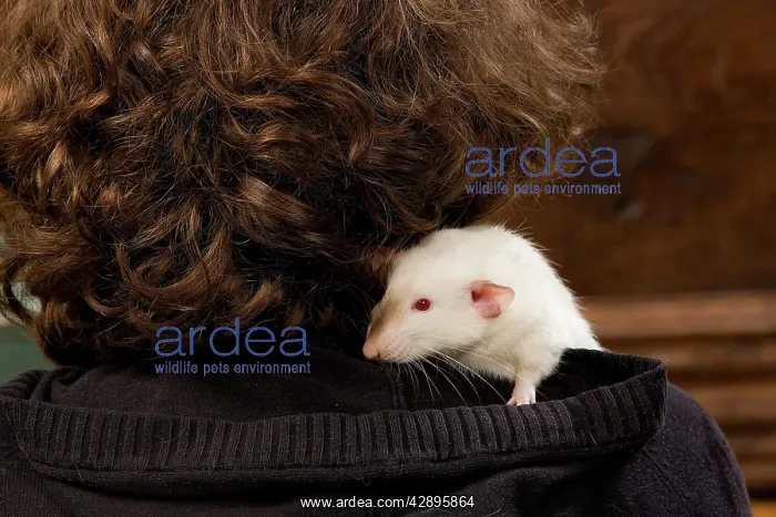  : Pet Rat - on owners shoulder