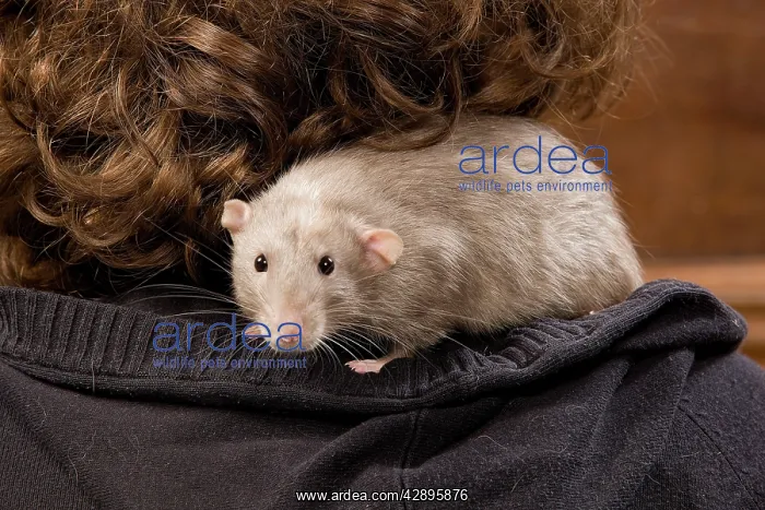 : Pet Rat - on owner's shoulder : Pet Rat - on owner's shoulder