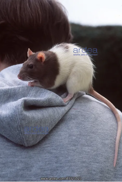 : PET RAT - On shoulder : PET RAT - On shoulder