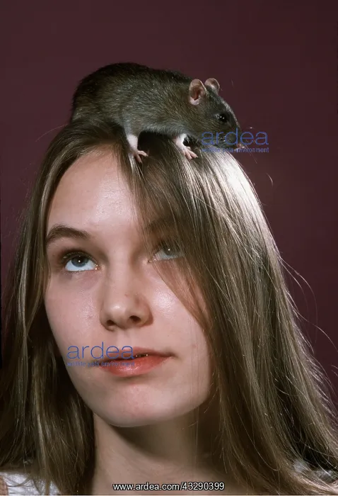 : Pet RAT - on woman's head : Pet RAT - on woman's head