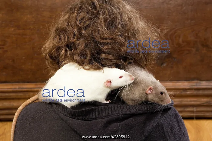 : Pet Rats - on owner's shoulder : Pet Rats - on owner's shoulder