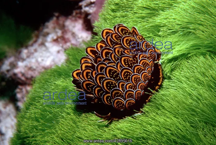 : Petaled Nudibranch - The petals, if disturbed : Petaled Nudibranch - The petals, if disturbed