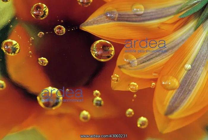 : Petals on Mylar reflective surface with : Petals on Mylar reflective surface with