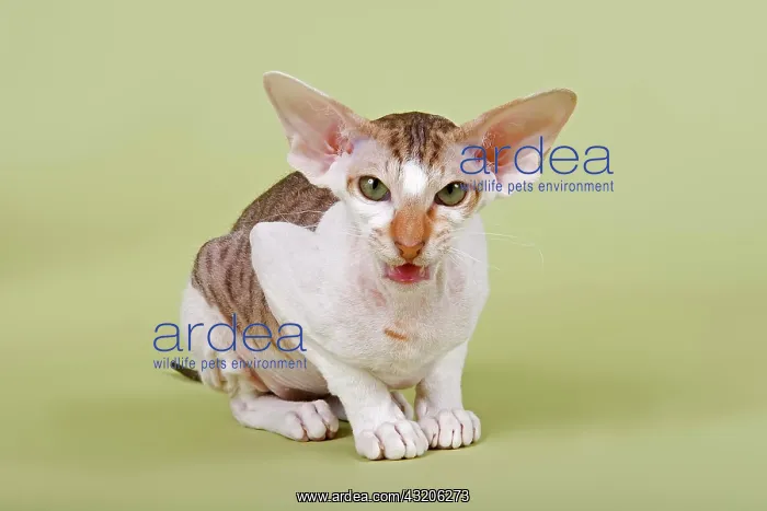 : Peterbald cat, 16 months : Peterbald cat, 16 months