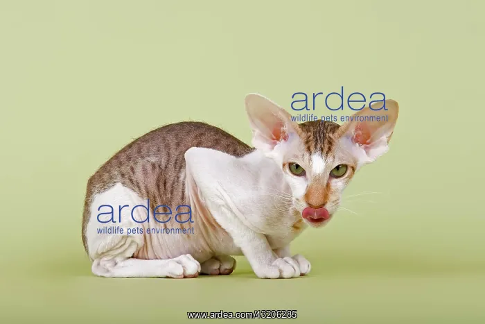 : Peterbald cat, 16 months : Peterbald cat, 16 months