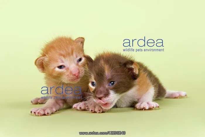 : Peterbald kitten, 2 weeks Peterbald Kitten, Alter : Peterbald kitten, 2 weeks Peterbald Kitten, Alter