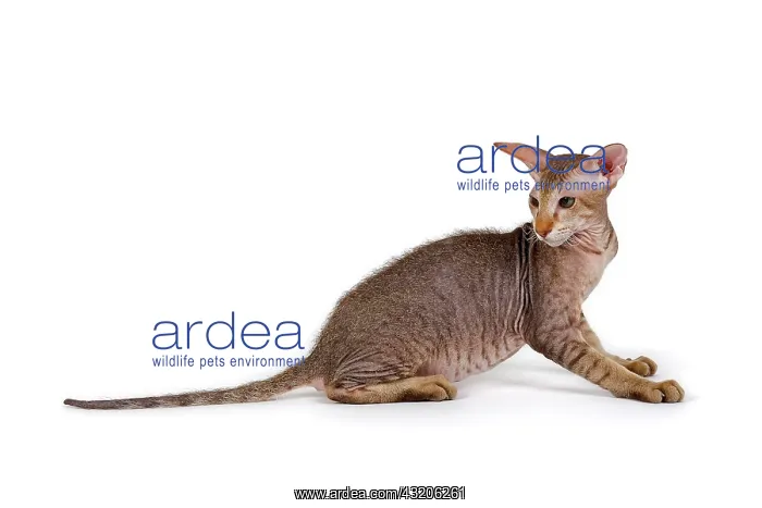 : Peterbald kitten, 4 months Peterbald Kitten, Alter : Peterbald kitten, 4 months Peterbald Kitten, Alter