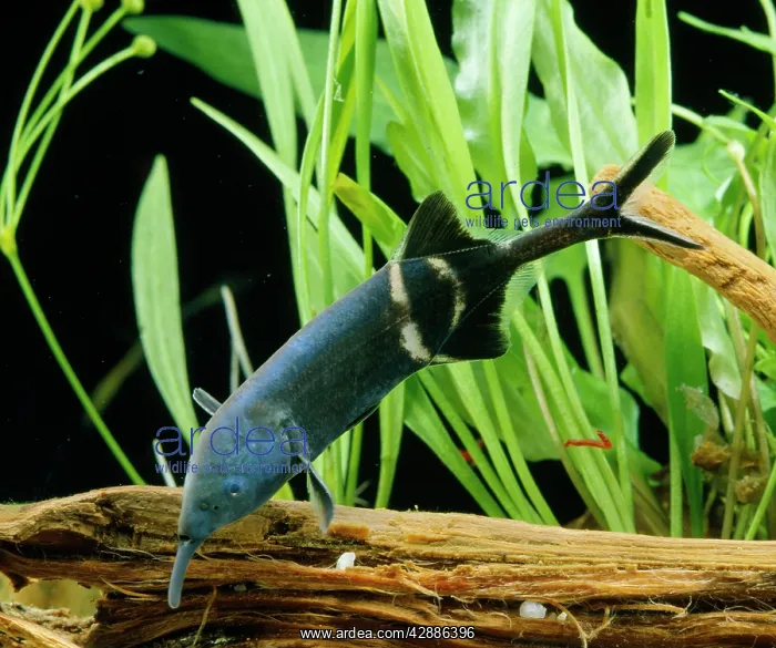 : PeterIs Elephant FISH / Elephant-Nose / Elephant-snout : PeterIs Elephant FISH / Elephant-Nose / Elephant-snout