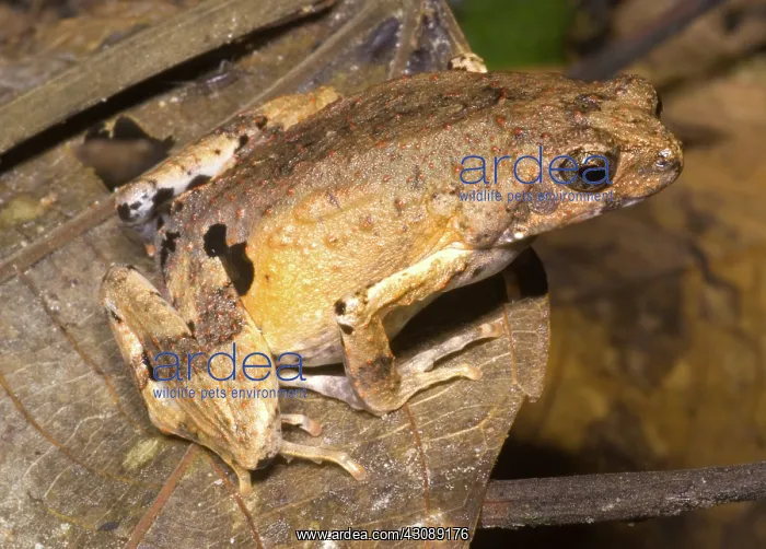 : Peter's Dwarf Frog : Peter's Dwarf Frog