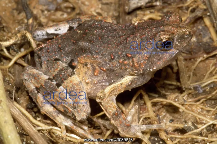 : Peter's Dwarf Frog : Peter's Dwarf Frog