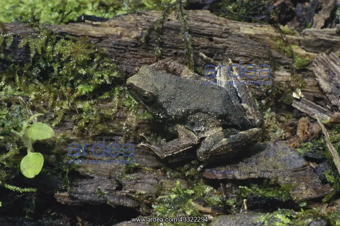 : Peter's Dwarf Frog : Peter's Dwarf Frog