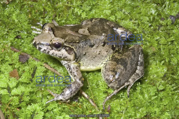 : Peter's Jungle Frog (Leptodactylus petersii) : Peter's Jungle Frog (Leptodactylus petersii)