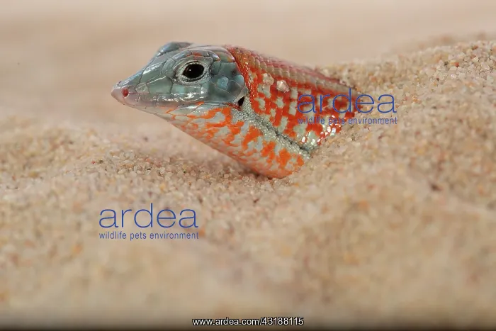 : Peters keeled cordylid (Tracheloptychus petersi) : Peters keeled cordylid (Tracheloptychus petersi)
