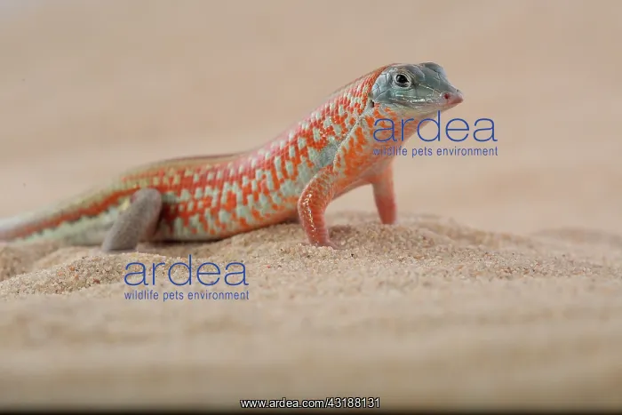 : Peters keeled cordylid (Tracheloptychus petersi) : Peters keeled cordylid (Tracheloptychus petersi)
