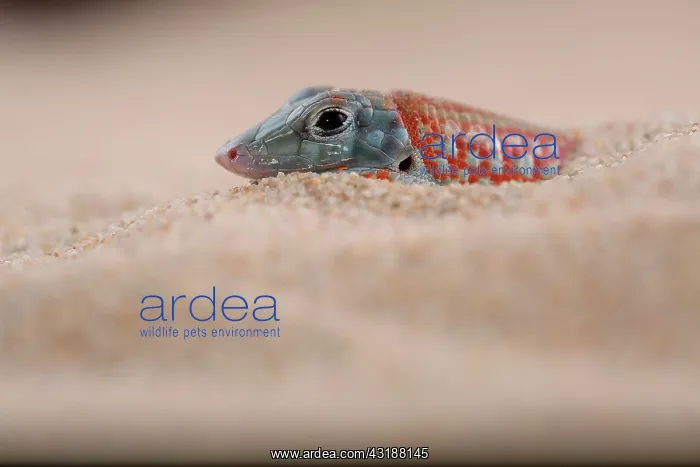 : Peters keeled cordylid (Tracheloptychus petersi) : Peters keeled cordylid (Tracheloptychus petersi)