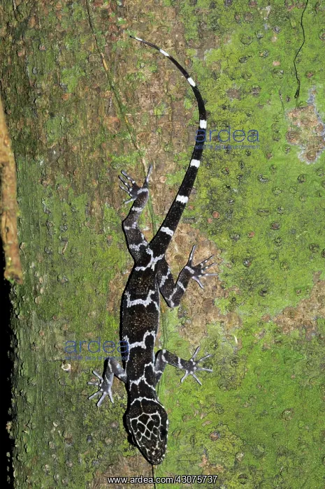: Peter's Slender-toed gecko : Peter's Slender-toed gecko