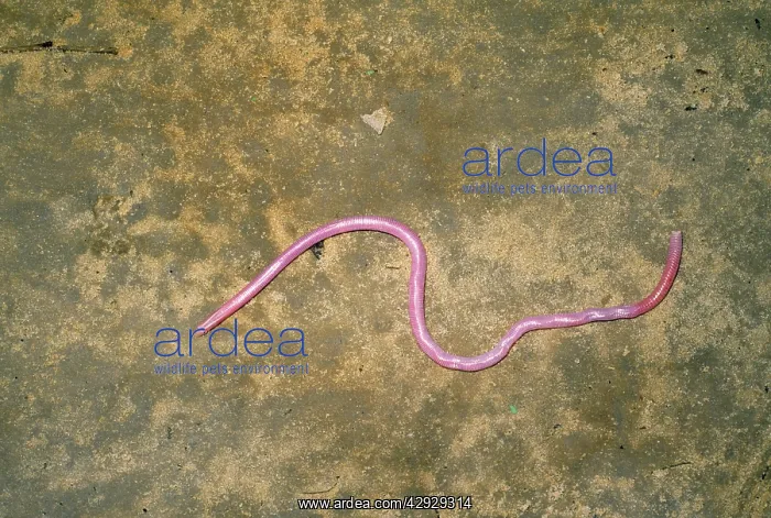 : Peter's Thread / Peter's Worm Snake : Peter's Thread / Peter's Worm Snake